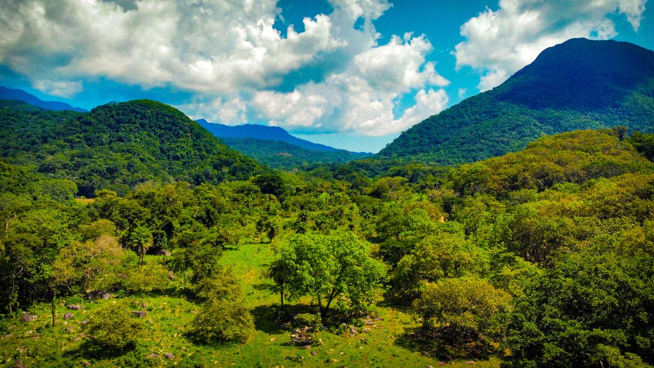 Colima Forests Gobierno de Colima trabaja para conservar su territorio y su basta ...